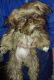 Shih Tzu Puppies for sale in Flint, MI 48509, USA. price: $2,000