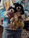 Shih Tzu Puppies for sale in Roanoke, VA, USA. price: $1,500