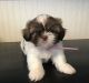 Shih Tzu Puppies for sale in Louisiana, MO 63353, USA. price: $750