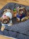 Shih Tzu Puppies for sale in Greer, SC, USA. price: $1,800