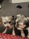 Shih Tzu Puppies for sale in Buffalo, NY 14211, USA. price: $600