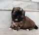 Shih Tzu Puppies for sale in Visakhapatnam, Andhra Pradesh 530027, India. price: 19000 INR
