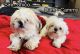 Shih Tzu Puppies for sale in Rochester, NY, USA. price: $1,000