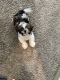 Shih Tzu Puppies for sale in Norcross, GA 30093, USA. price: $2,000
