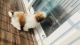 Shih Tzu Puppies for sale in Dsr Waterscape Tower-2, DSR WATERSCAPE, Horamavu Main Rd, Horamavu, Bengaluru, Karnataka 560043, India. price: 18000 INR