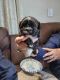 Shih Tzu Puppies for sale in Bancroft, ID 83217, USA. price: NA