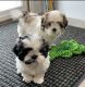 Shih Tzu Puppies for sale in Milwaukee, WI, USA. price: $1,000