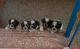 Shih Tzu Puppies for sale in Kattupakkam, Chennai, Tamil Nadu, India. price: 25000 INR