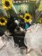 Shih Tzu Puppies for sale in Londonderry, NH 03038, USA. price: NA