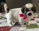 Shih Tzu Puppies for sale in Tyler, TX, USA. price: $1,200