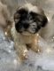 Shih Tzu Puppies for sale in Boynton Beach, FL, USA. price: $1,300