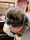 Shih Tzu Puppies for sale in Walden, NY 12586, USA. price: $1,800