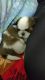 Shih Tzu Puppies for sale in BTM Layout, Bengaluru, Karnataka, India. price: 20000 INR