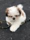 Shih Tzu Puppies for sale in Kissimmee, FL, USA. price: $900
