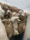 Shih Tzu Puppies for sale in Greensboro, NC, USA. price: $1,800