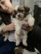 Shih Tzu Puppies for sale in Taylorsville, UT, USA. price: $1,350