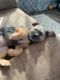 Shih Tzu Puppies for sale in Aitkin, MN 56431, USA. price: $300