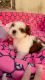 Shih Tzu Puppies for sale in Vaishali, Ghaziabad, Uttar Pradesh, India. price: 30000 INR