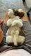 Shih Tzu Puppies for sale in BTM Layout, Bengaluru, Karnataka, India. price: 25000 INR