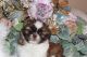 Shih Tzu Puppies for sale in Puyallup, WA, USA. price: $2,500