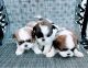 Shih Tzu Puppies for sale in Bakersfield, CA, USA. price: $1,200
