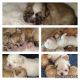 Shih Tzu Puppies for sale in Yorktown, VA 23690, USA. price: $1,500