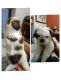Shih Tzu Puppies for sale in Kowdiar, Thiruvananthapuram, Kerala 695003, India. price: 3840 INR