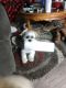 Shih Tzu Puppies for sale in Youngstown, OH, USA. price: NA