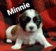 Shih Tzu Puppies for sale in Yakima County, WA, USA. price: $800