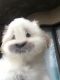 Shih Tzu Puppies for sale in Upper Marlboro, MD 20772, USA. price: $750
