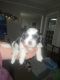 Shih Tzu Puppies for sale in Chapin, SC 29036, USA. price: $1,400