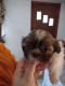 Shih Tzu Puppies for sale in Pennington Gap, VA 24277, USA. price: $800