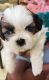 Shih Tzu Puppies for sale in Anantapur, Andhra Pradesh, India. price: 30000 INR