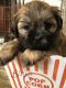 Shih Tzu Puppies for sale in Chelsea, OK 74016, USA. price: $1,000