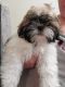 Shih Tzu Puppies for sale in Worland, WY 82401, USA. price: $900