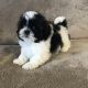 Shih Tzu Puppies for sale in Mayslick, KY 41055, USA. price: $1,200