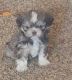 Shih Tzu Puppies for sale in Los Lunas, NM 87031, USA. price: $500