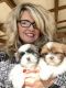 Shih Tzu Puppies for sale in Larue County, KY, USA. price: NA