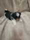 Shih Tzu Puppies for sale in St. Louis, MO 63130, USA. price: $1,200