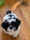 Shih Tzu Puppies for sale in Syracuse, NY, USA. price: $900