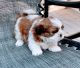 Shih Tzu Puppies for sale in Bakersfield, CA, USA. price: $1