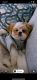 Shih Tzu Puppies for sale in Dacula, GA 30019, USA. price: $1,200