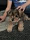 Shih Tzu Puppies for sale in Wilmington, DE, USA. price: $1,200