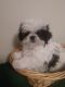 Shih Tzu Puppies for sale in Hazel Green, KY 41332, USA. price: $400