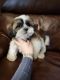 Shih Tzu Puppies for sale in Lowell, MA 01851, USA. price: $1,900