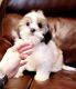 Shih Tzu Puppies for sale in Lowell, MA 01851, USA. price: $1,900