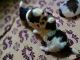 Shih Tzu Puppies for sale in Srinagar, Banashankari, Bengaluru, Karnataka, India. price: 25000 INR