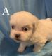 Shih Tzu Puppies for sale in Chester, SC 29706, USA. price: $1,695