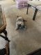 Shih Tzu Puppies for sale in Westland, MI, USA. price: $900