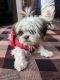 Shih Tzu Puppies for sale in Chandigarh, India. price: 16000 INR